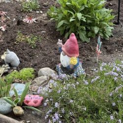 Gnome in Garden at Van Rensselaer Manor